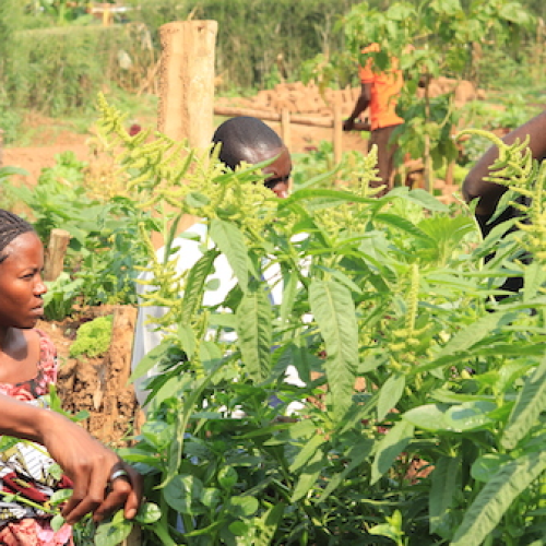 Permaculture Training
