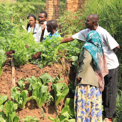 Inspecting crops at Unidos