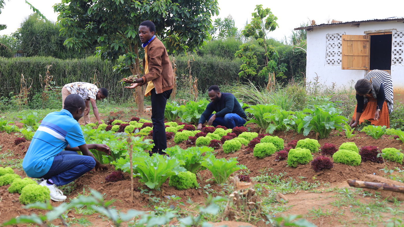 Refugees growing crops